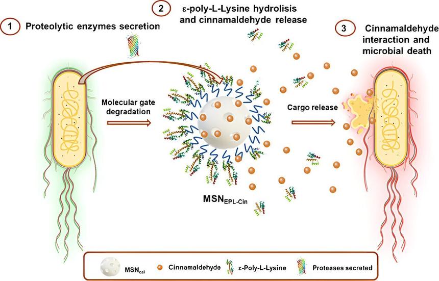 Ученые использовали корицу для создания «наноубийцы» патогенов