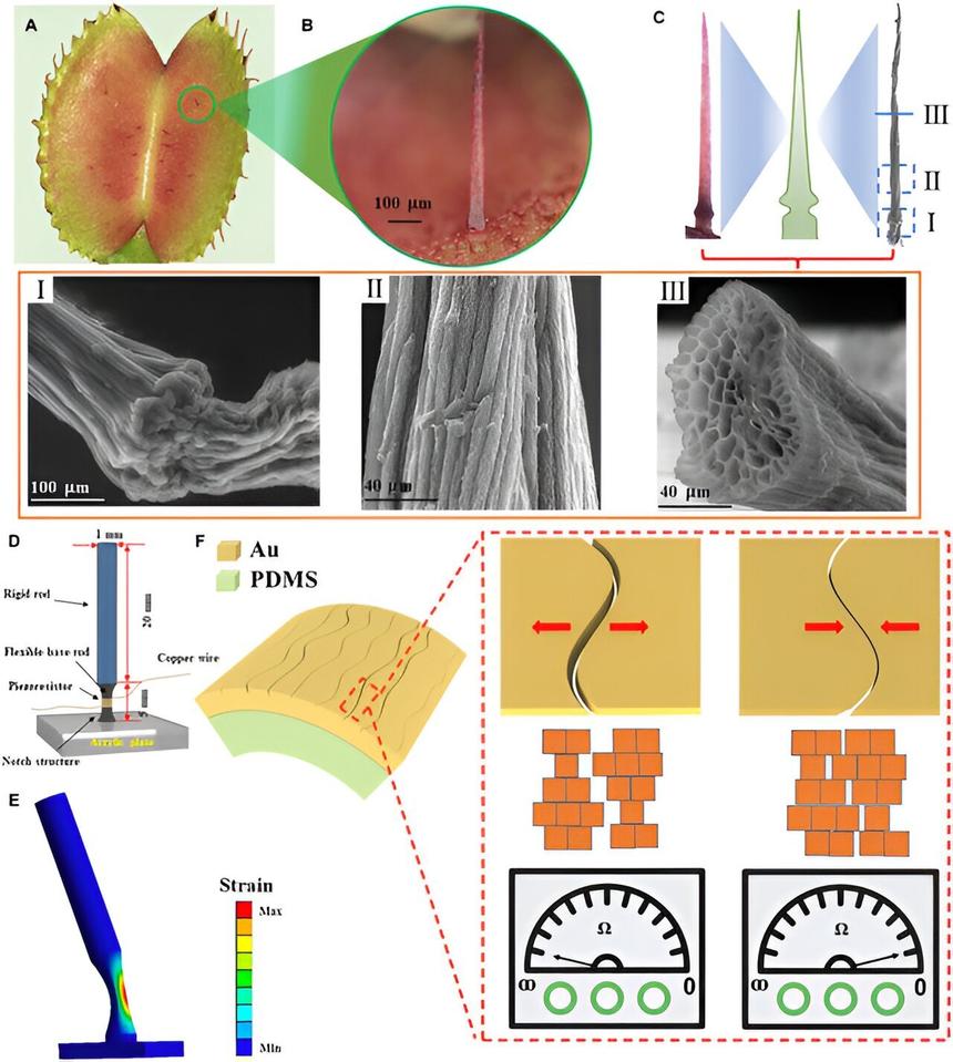 Венерина мухоловка вдохновила учёных на создание сверхчувствительного датчика