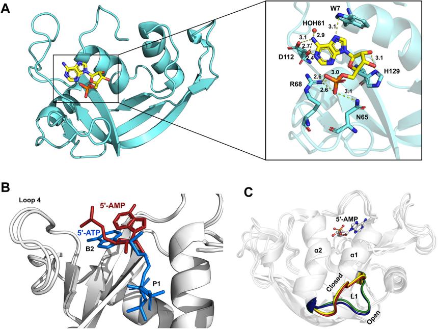 Канадские ученые научились модифицировать ферменты