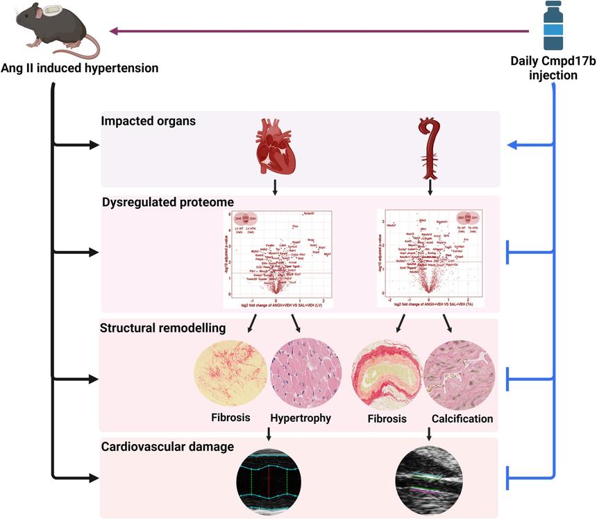 Ученые обнаружили перспективное лекарство для лечения гипертонии