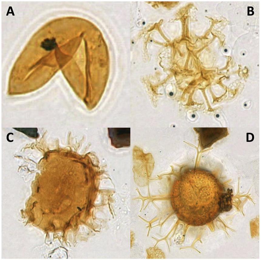 Ученые разработали метод анализа микроскопических окаменелостей с помощью ИИ