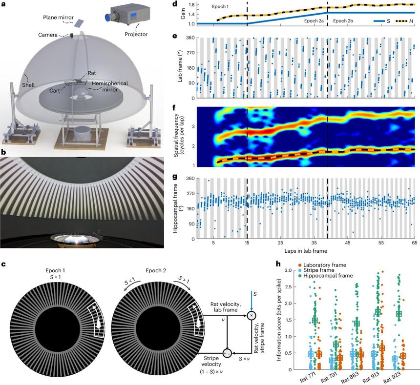 Ученые выяснили, как мозг ориентируется в пространстве