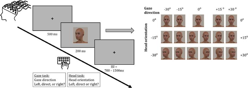 Ученые расшифровали, как мозг распознает направление взгляда