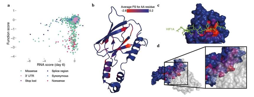 Ученые составили карту последствий всех возможных изменений в гене рака