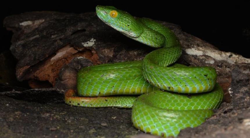 Найдена змея с синими губами и желтыми глазами