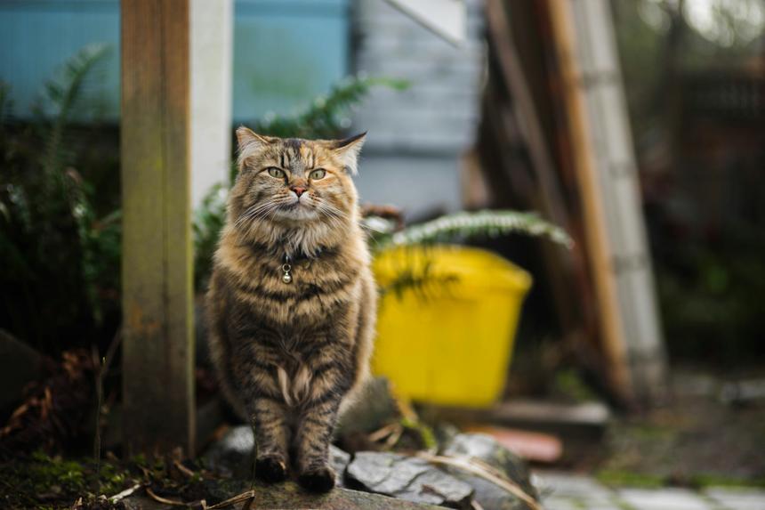 Новосибирские учёные создали «умный» ошейник для кошек