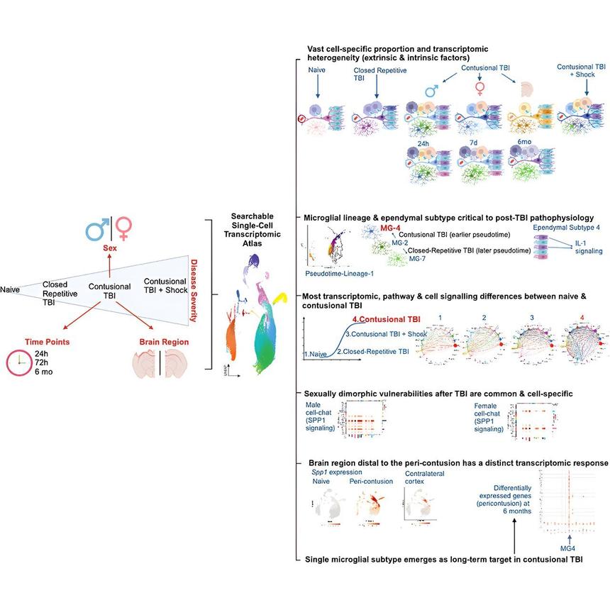 Ученые создали карту мозга для точного лечения черепно-мозговых травм