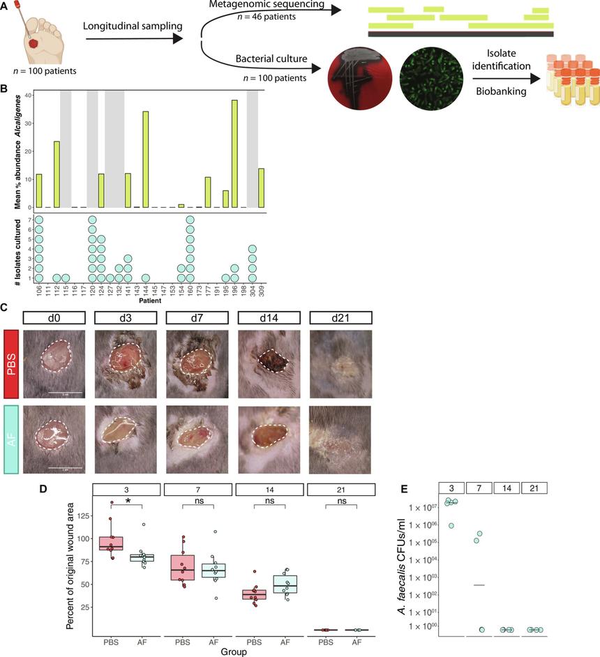 Найденная бактерия ускорит заживление ран у диабетиков