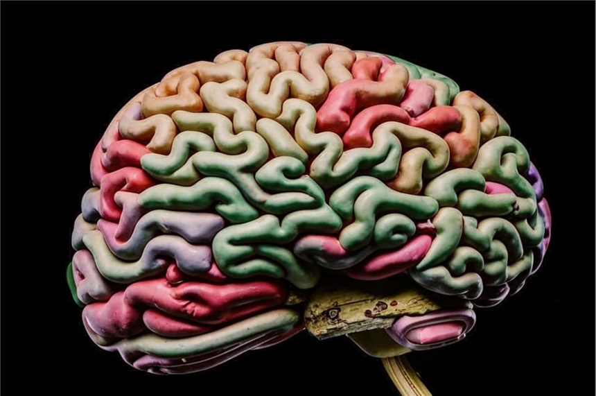 Мозг хранит воспоминания в нескольких копиях: исследование