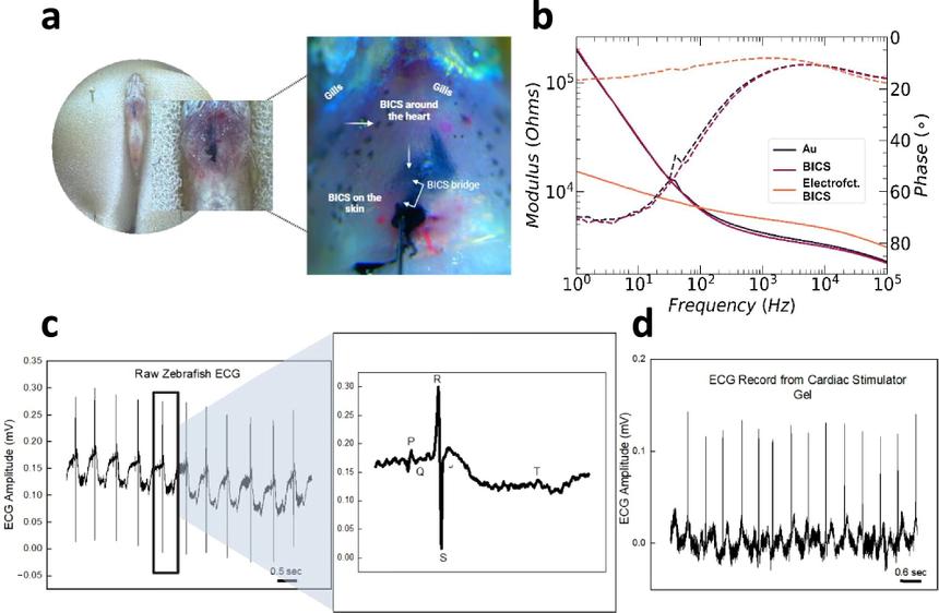 Шведские ученые разработали кардиостимулятор на основе наночастиц