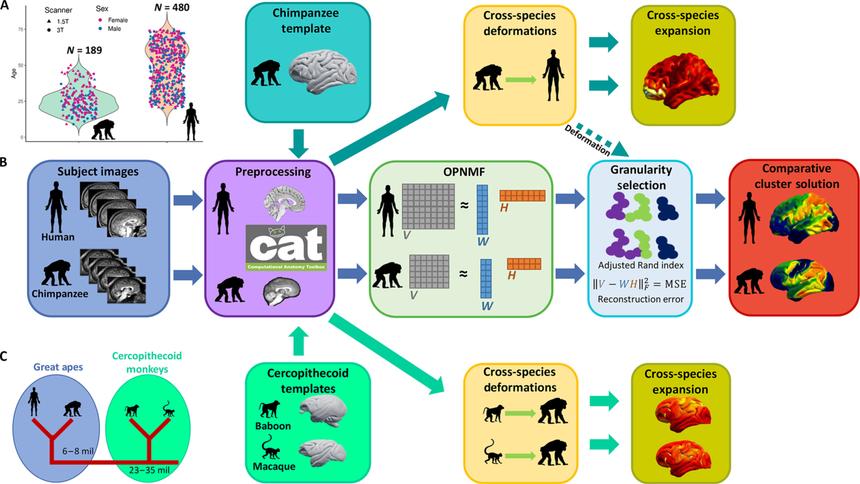 Эволюционные изменения мозга сделали его более уязвимым, показало исследование