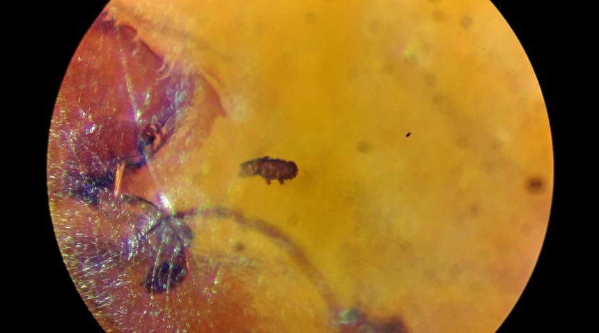 В янтаре нашли самое выносливое существо, которому 500 000 000 лет