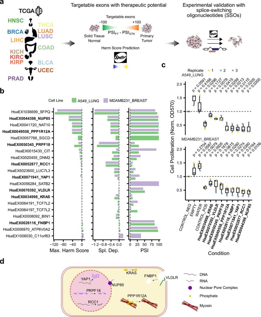 Алгоритм нашел сотни новых генов, связанных с раком