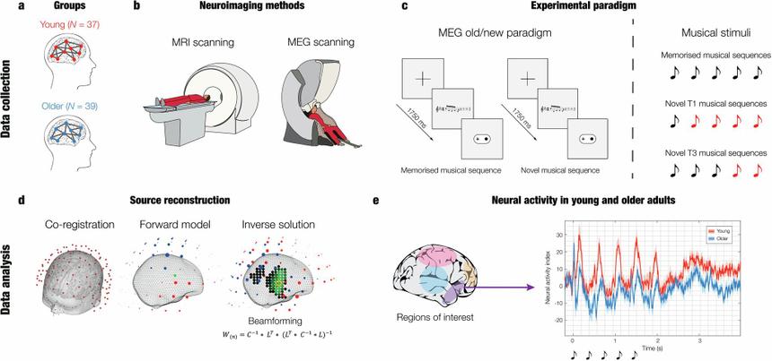 Музыка определила, какие области мозга страдают от старения