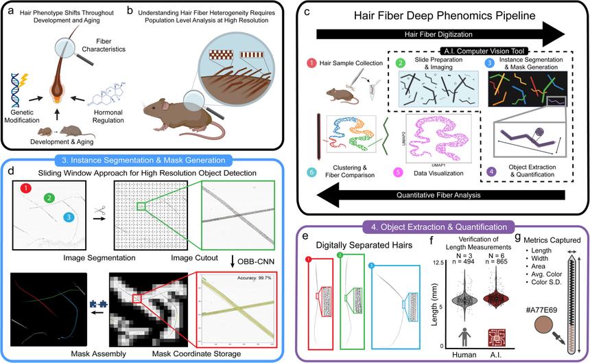 ИИ научился проводить диагностику волос