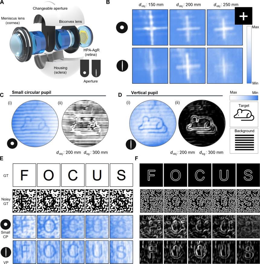 Искусственный глаз на основе кошачьего зрения улучшит ночное видение