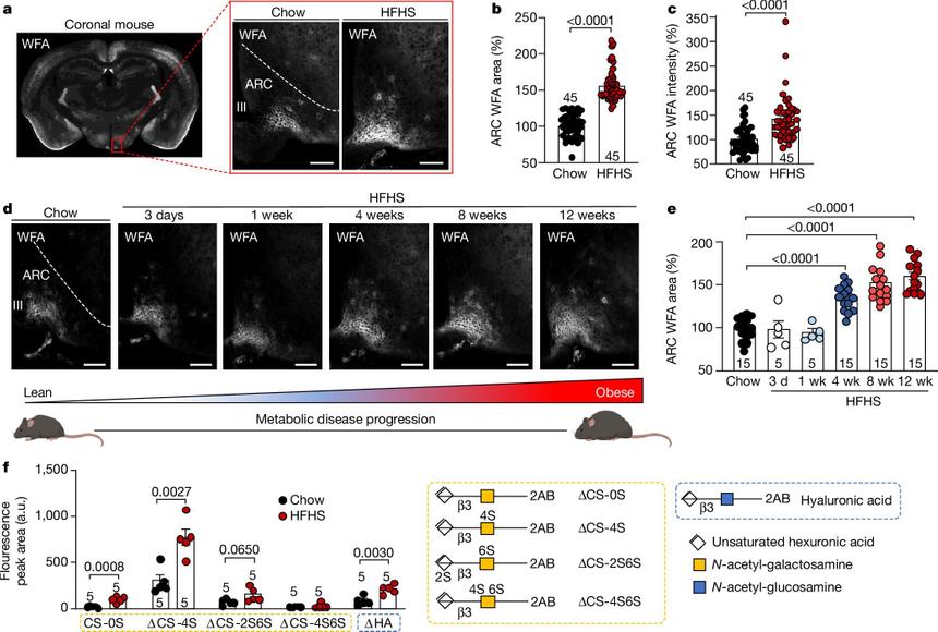 Исследование: мозг может заставлять нас переедать из-за «липких» клеток
