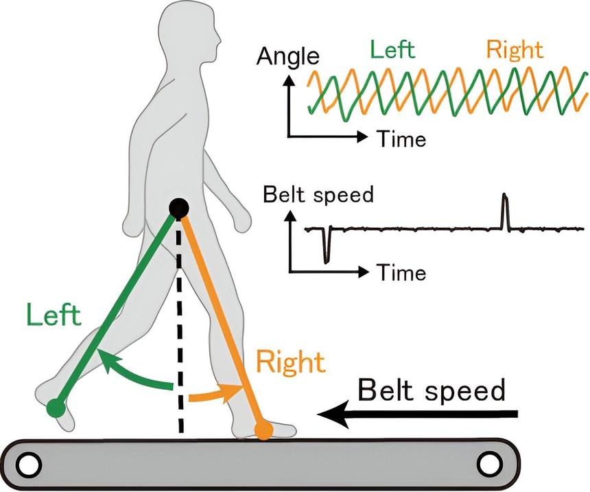 Исследование: мозг контролирует ходьбу только при сильной дискоординации