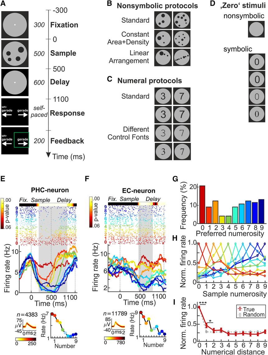 Учёные раскрыли тайны восприятия нуля в человеческом мозге