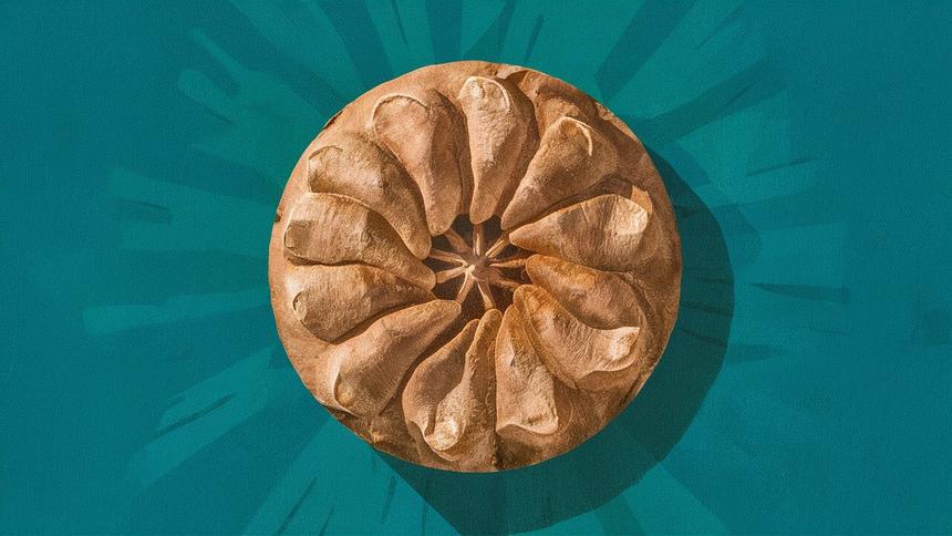 Найдено одно из древнейших «летающих» семян