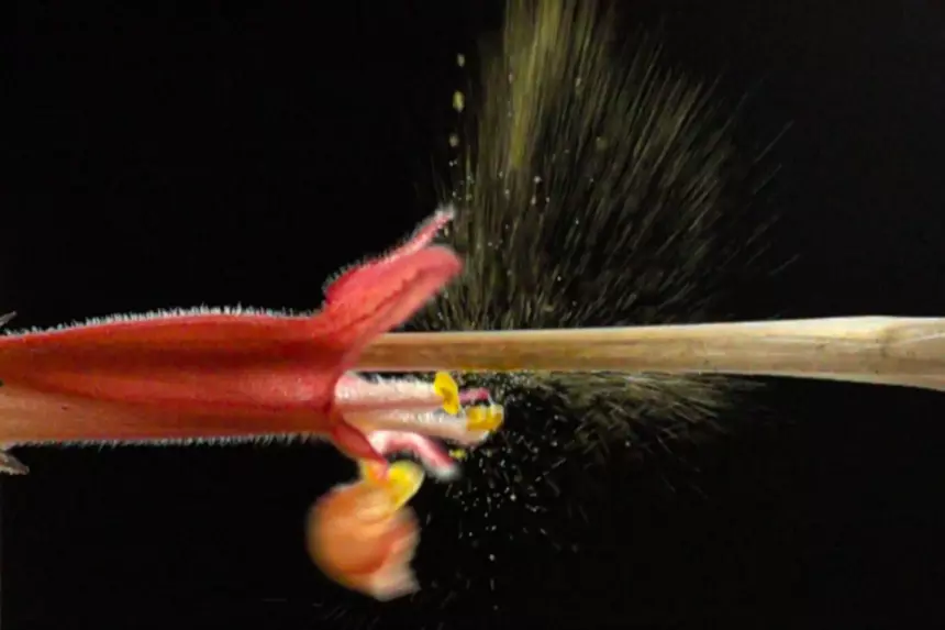 Цветки научились «взрывом» сбивать пыльцу конкурентов с клювов колибри