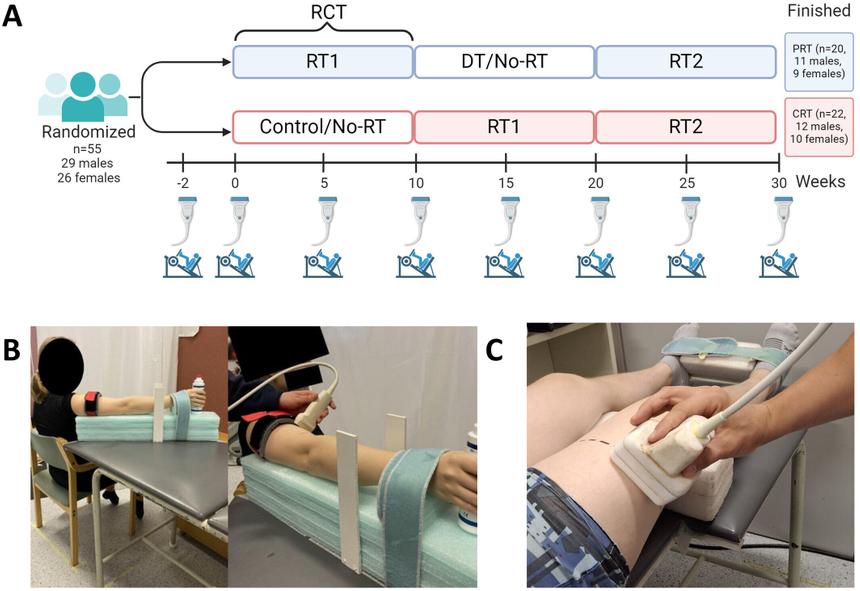 Исследование: перерыв в тренировках не влияет на рост мышц