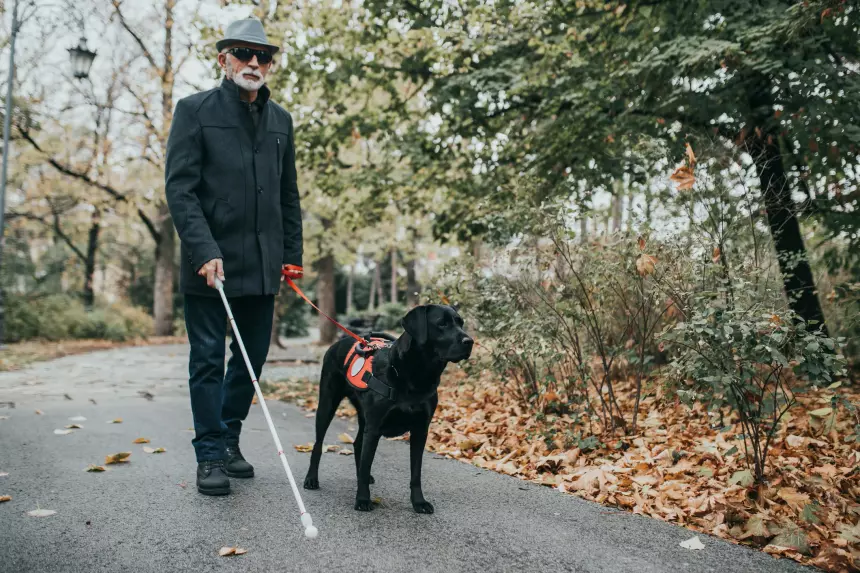 Заменит ли новое приложение для слепых собаку-поводыря?