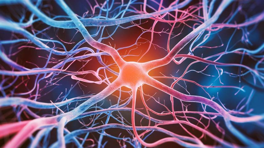 Ученые MIT нашли способ ускорить восстановление нервов через мышцы