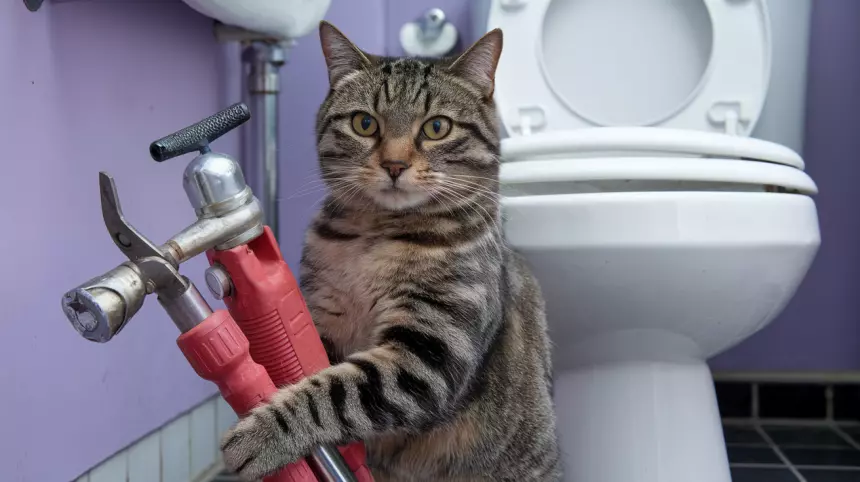 «Муж на час» может появиться на Wildberries — маркетплейс запустил продажу услуг