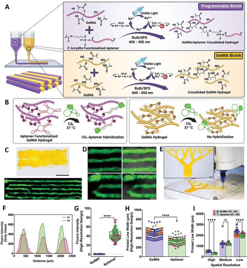 Врачи начали печать на 3D-принтере кровеносные сосуды