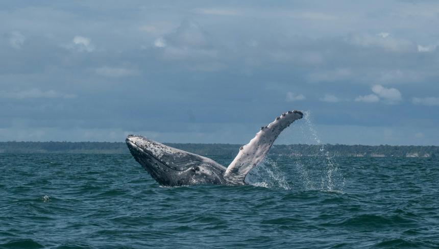 Российские учёные научили нейросеть «петь» как кашалот