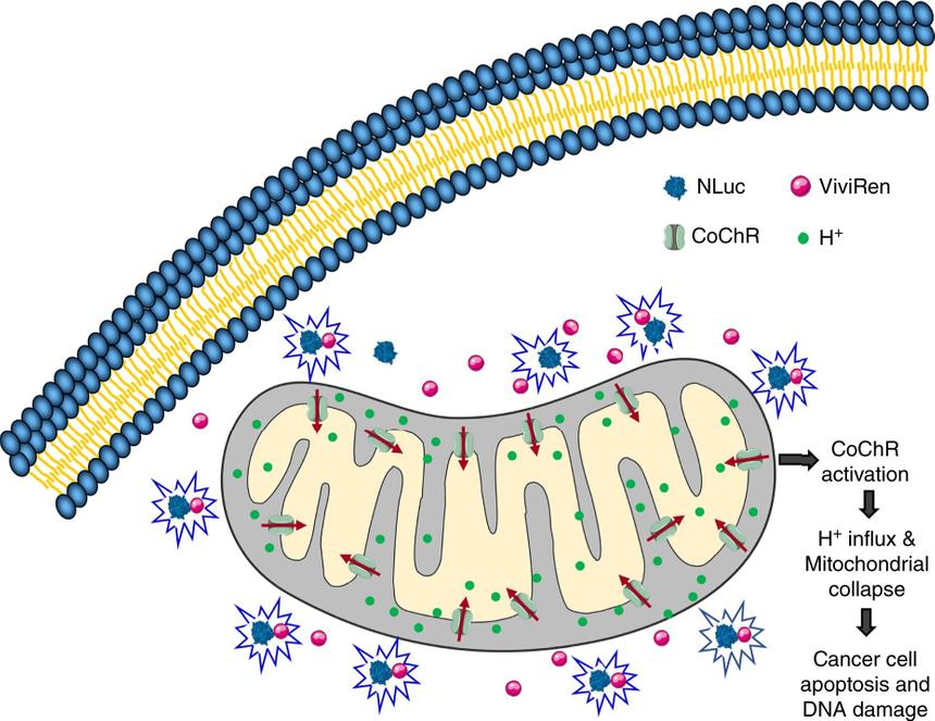 Ученые нашли способ борьбы с раком с помощью света