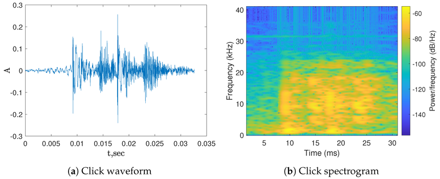 Кашалоты, нейросети и подводная связь: что их объединяет?