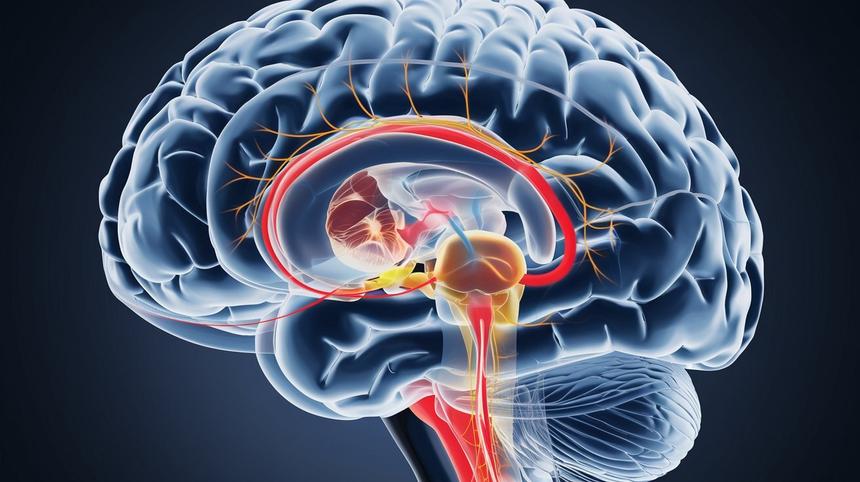 Ученые создали 3D-карту для изучения связи мозга с двигательной системой