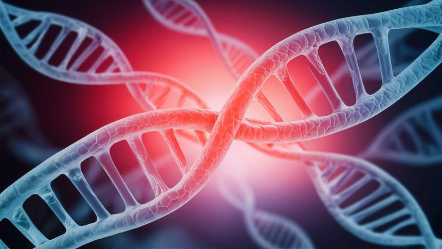 Раскрыт механизм заживления ран на клеточном уровне