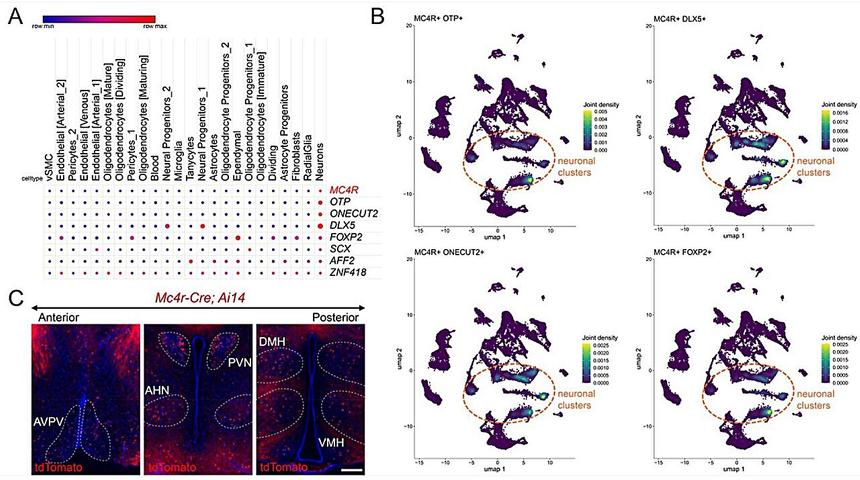 Ученые обнаружили новый ген, способствующий набору веса и ожирению