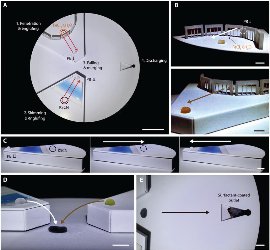 Ученые создали жидкого робота, способного менять форму и сливаться с другими
