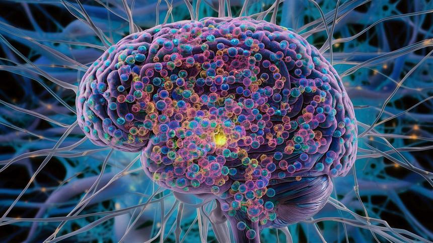 Слоны путешествуют с умом: оказались способны планировать походы