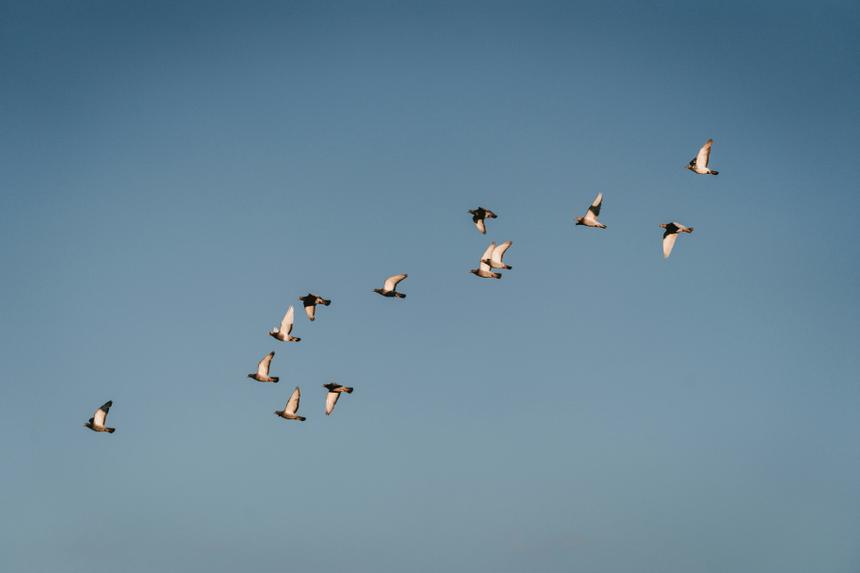 Птицы научат дроны летать без GPS: новое открытие российских ученых