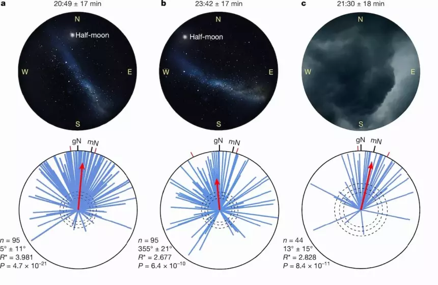 Моль оказалась первым насекомым, способным ориентироваться по звёздам
