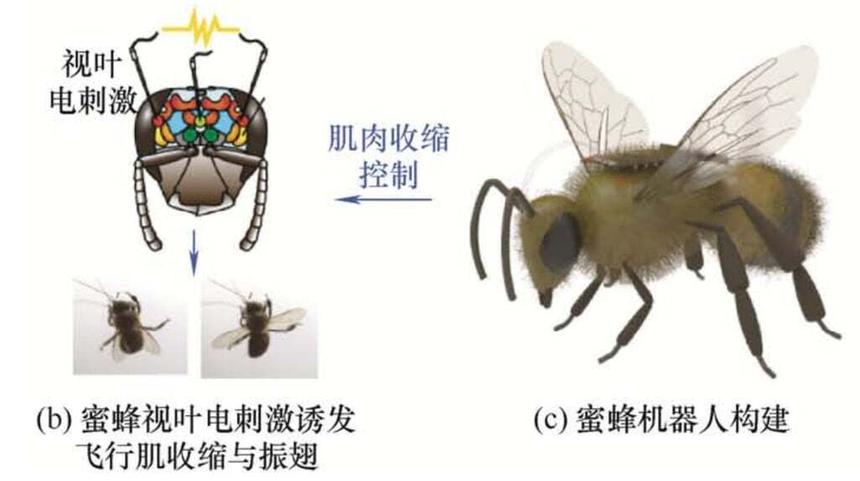 В Китае представили пчелу-киборга с дистанционным управлением