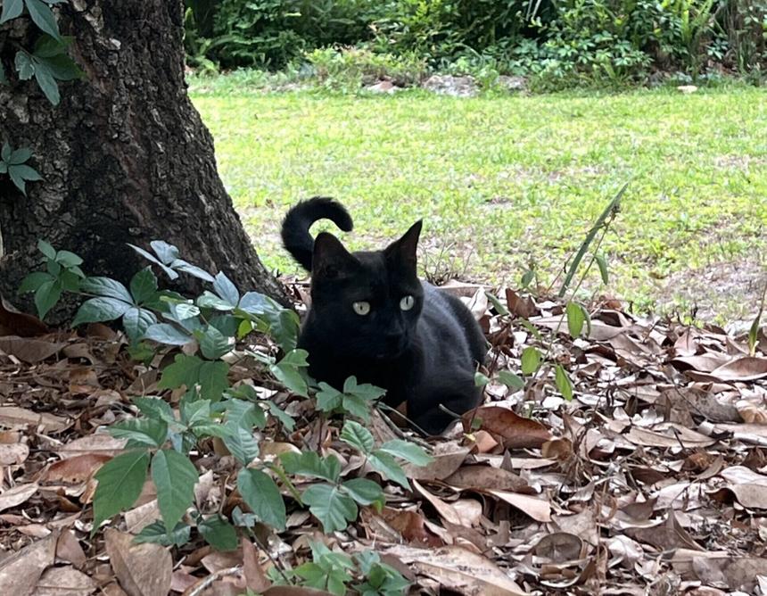 Кот учёного снова стал соавтором открытия нового вируса