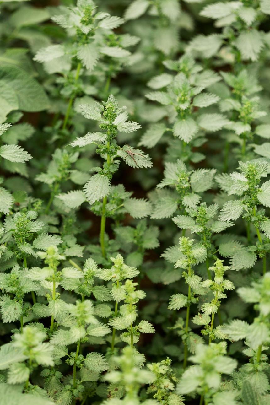 Врач рассказал о простых правилах защиты от аллергии на сорные травы