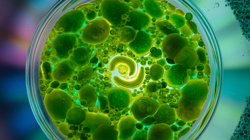 В России придумали быстрый способ подсчета клеток микроводорослей