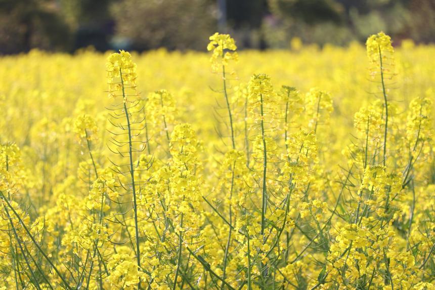 Тимирязевская академия создала платформу для устойчивого рапса