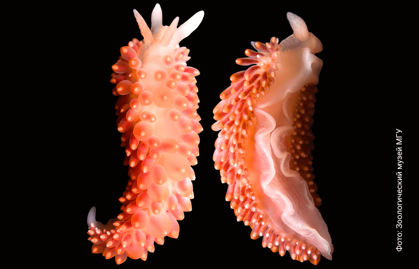 В честь МГУ назвали новый вид моллюска