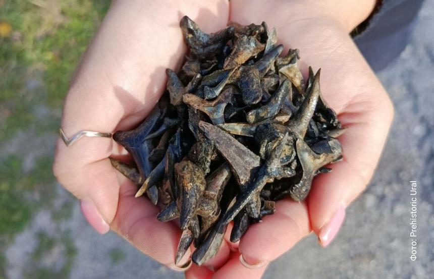 На Урале нашли зуб вымершего хищного кита возрастом 37 миллионов лет