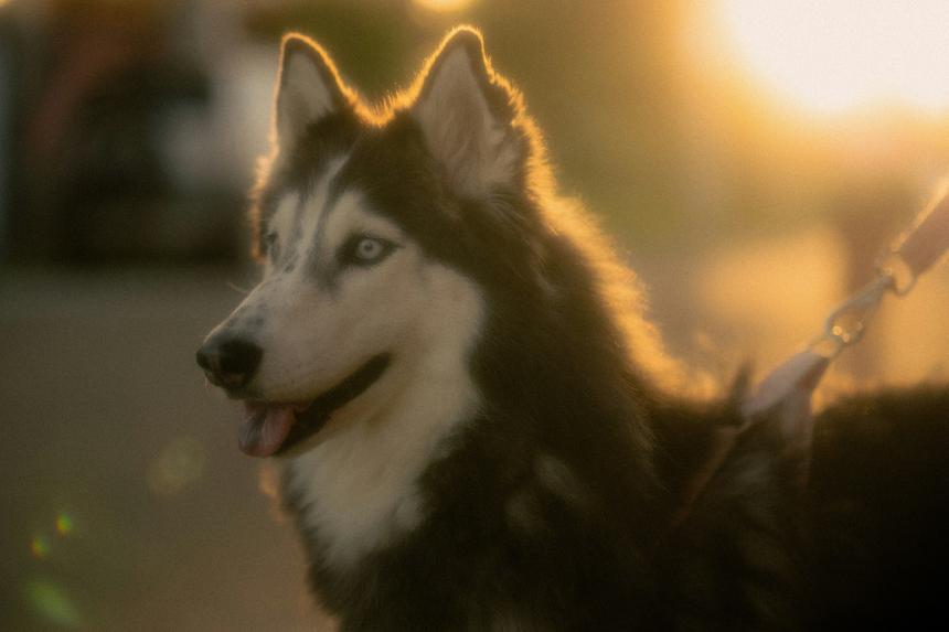 В RuStore появилось приложение для поиска потерявшихся животных