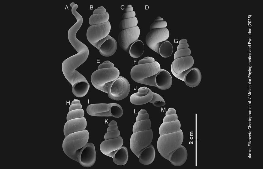 Биологи описали новое подсемейство пещерных улиток Кавказа