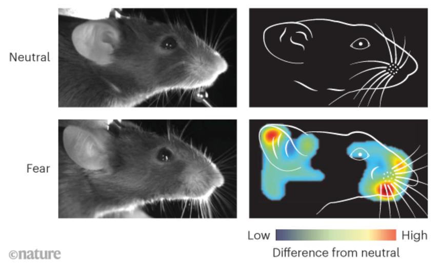 Учёные смогли прочитать мысли мышей с помощью ИИ